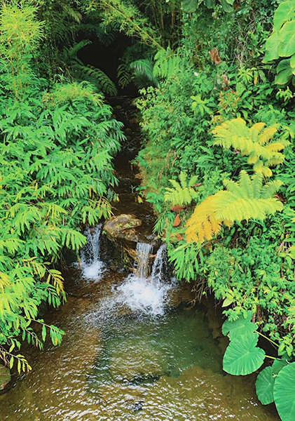 lush green landscape and waterfall photo